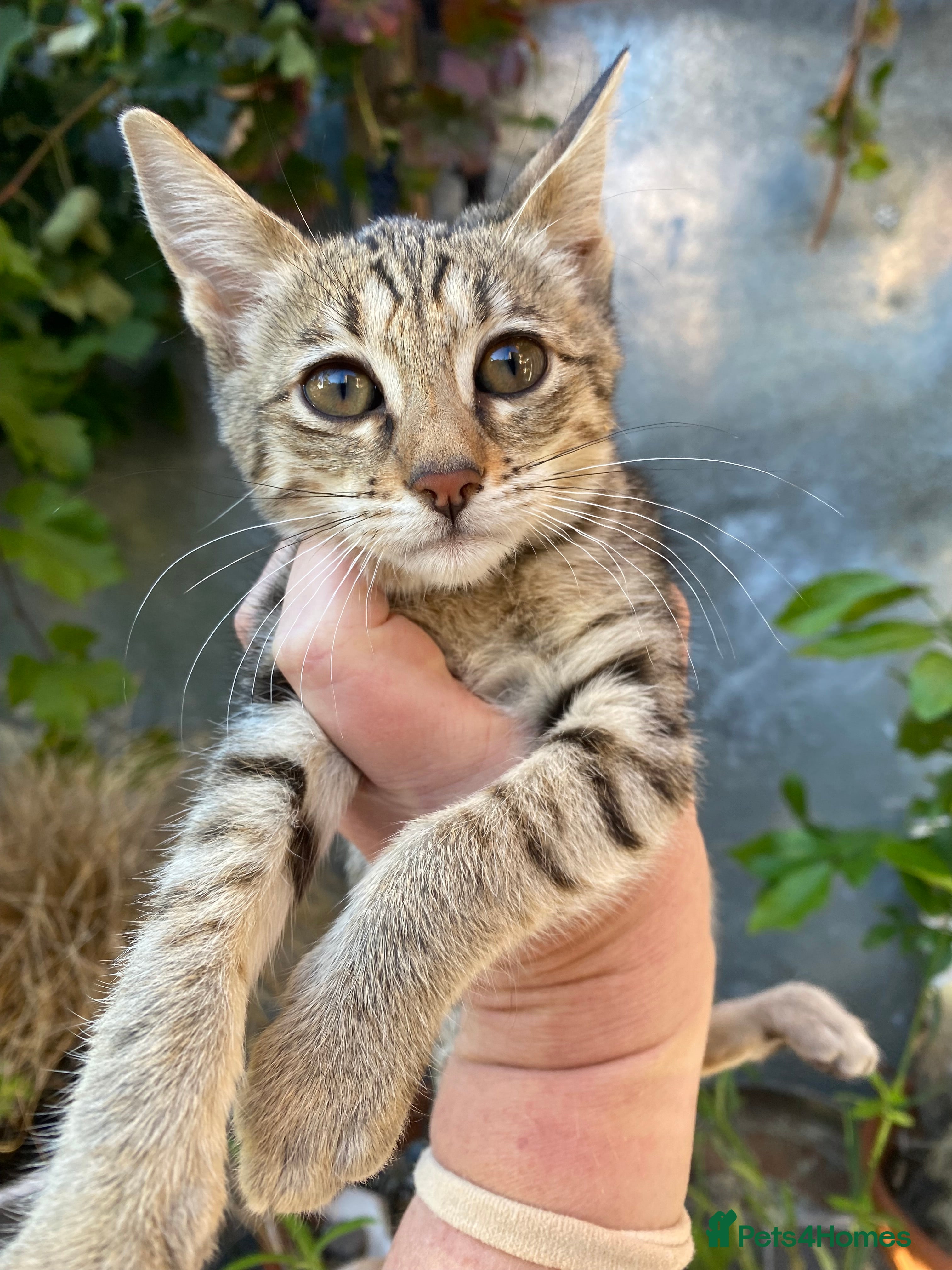 Savannah cats PDGREE BROWN SPOT  LOVIN SAVANNAH GIRL F5SBT - Advert 1