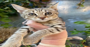 Savannah cats - Advert 3