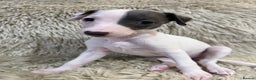 Whippet dogs for sale: KC registered Whippet puppies  - Advert 12