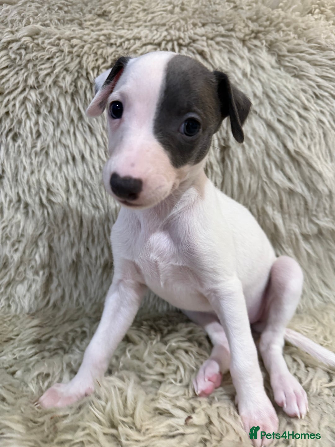 Whippet dogs for sale: KC registered Whippet puppies  - Advert 12