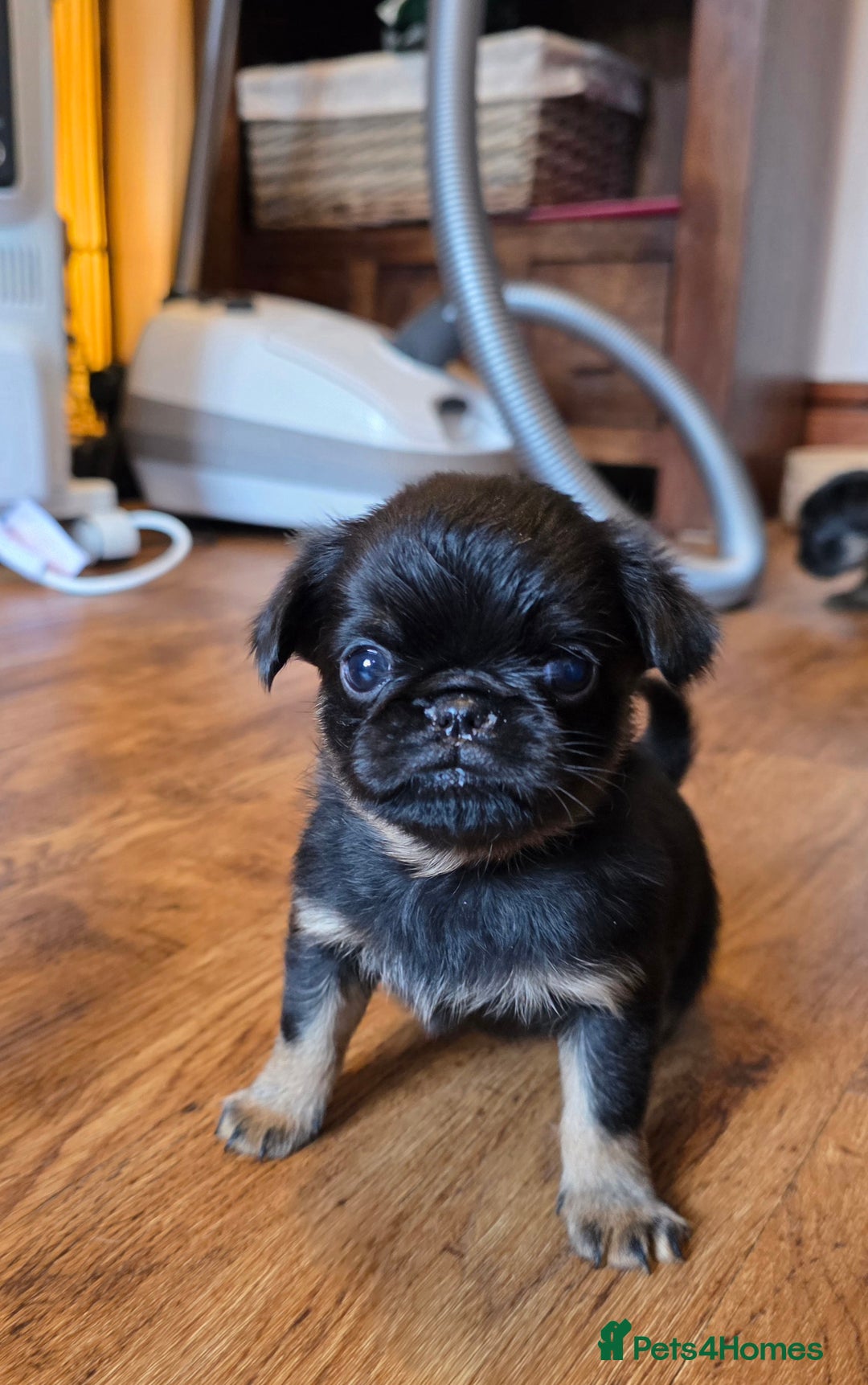 Griffon Bruxellois dogs for sale: KC Registered Rough Brussels Griffon  - Advert 25