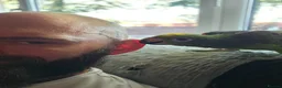 Parrots birds for sale: Amazon yellow crown parrot - Advert 4