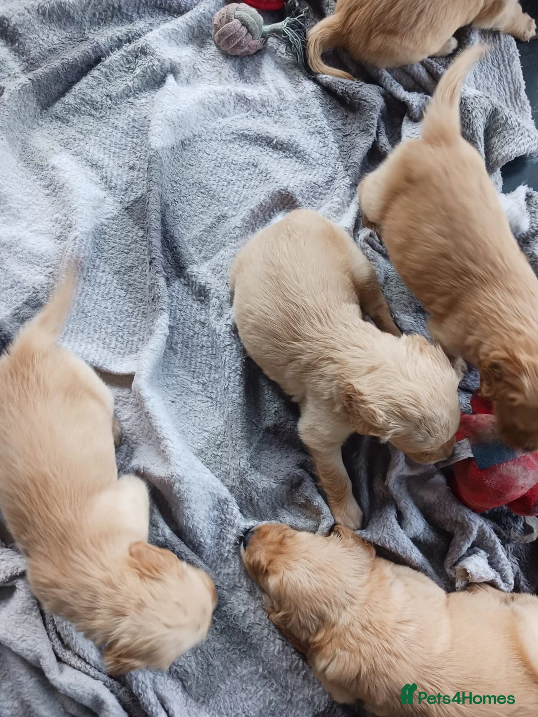 Golden Retriever dogs for sale: Pure golden retrievers - Advert 20