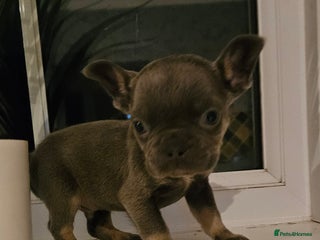 French Bulldog dogs Kc French bulldog - Advert 20