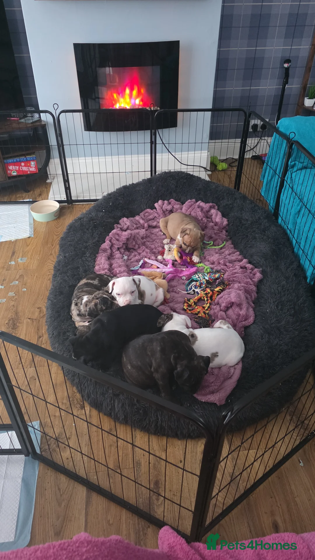 Mixed Breed dogs for sale: Female Staffy X Alapaha Blue Blood Bulldog Pups - Advert 28