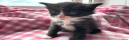 Mixed Breed cats for sale: 2 Kittens ReadyTOGO! £150 - Advert 3