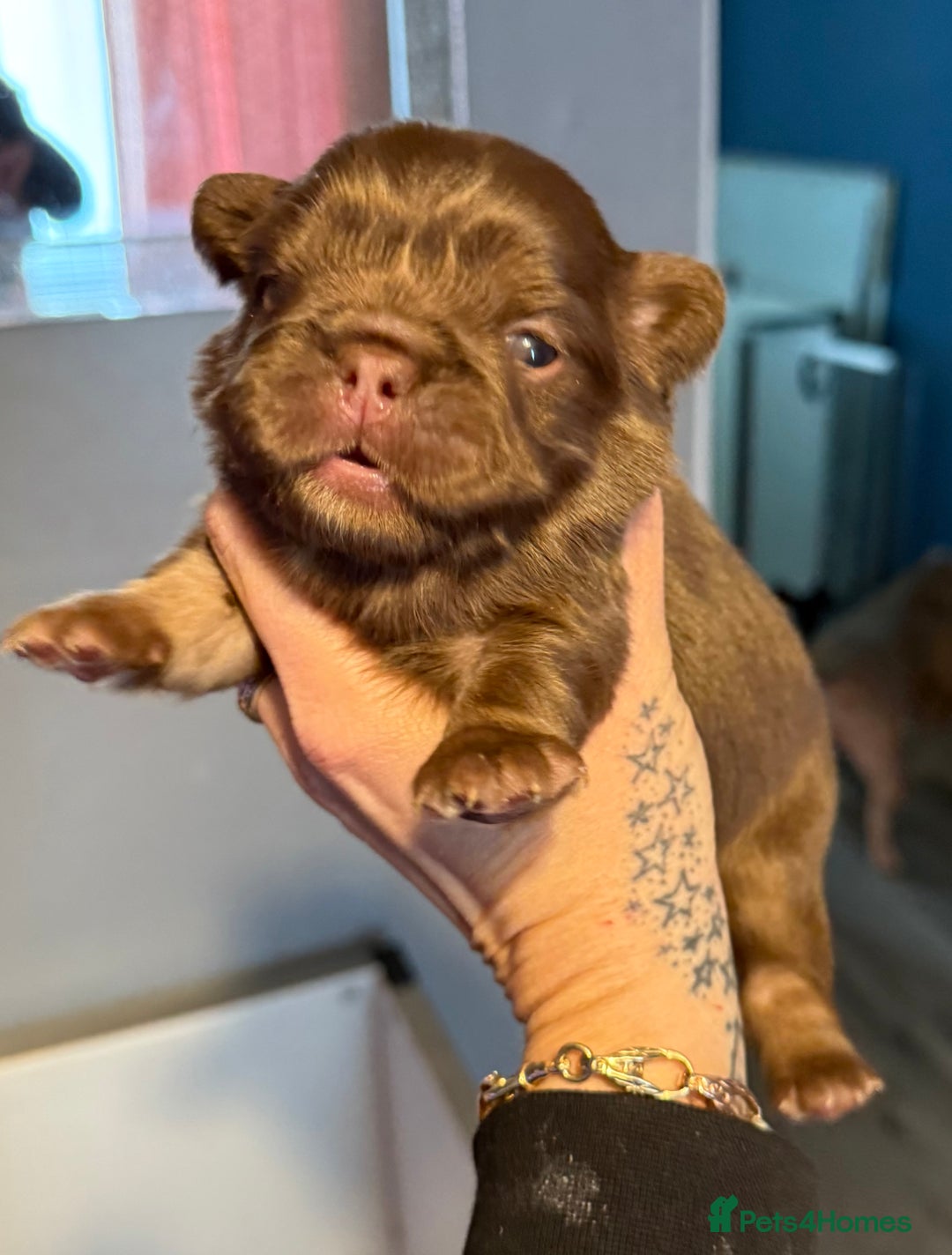 French Bulldog dogs for sale:  fluffy frenchies - Advert 3