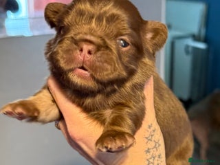 French Bulldog dogs - Advert 21