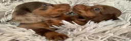Miniature Dachshund dogs for sale: ✨MINI DACHSHUND LONG HAIR ✨👑 KC 👑 - Advert 6