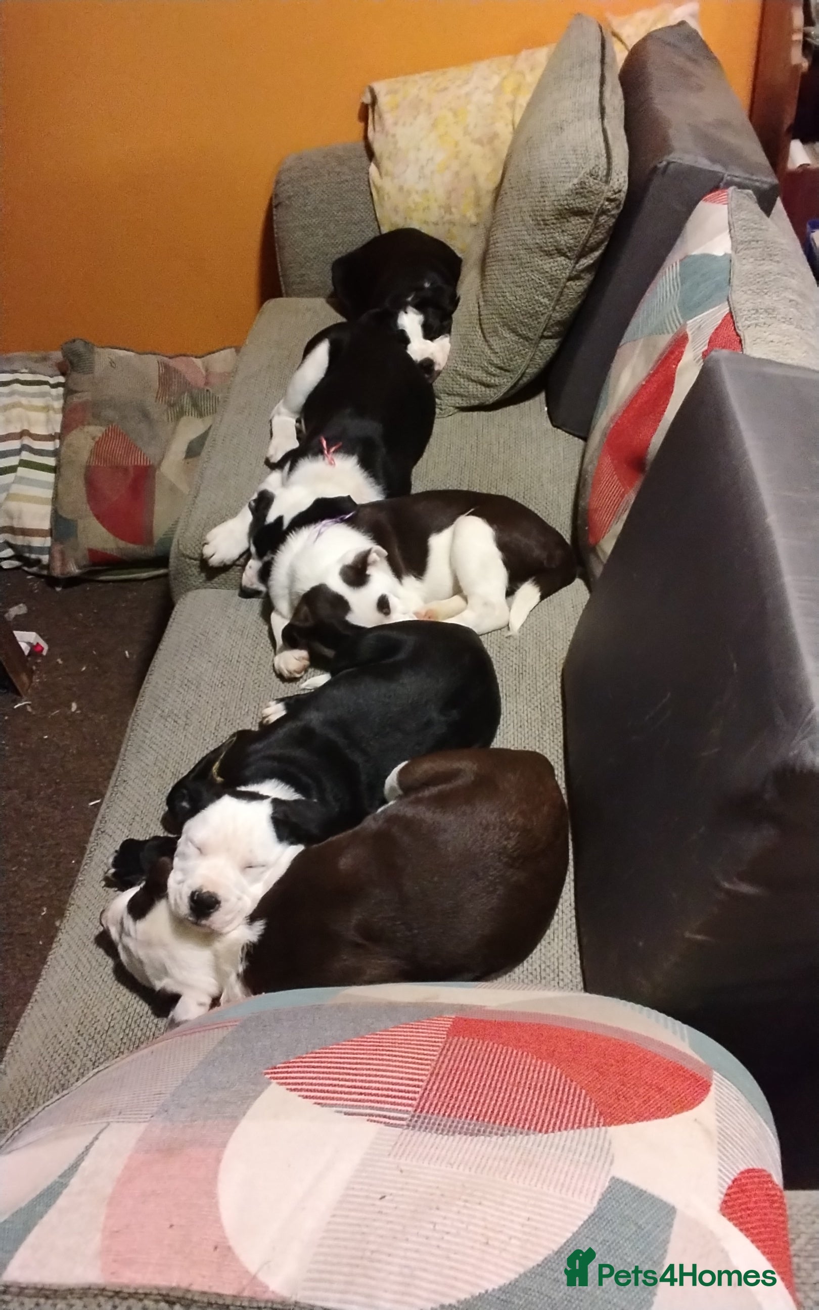Mixed Breed dogs English Bulldog x border collie (bull collie) - Advert 1