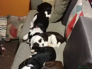 Mixed Breed dogs English Bulldog x border collie (bull collie) - Advert 1