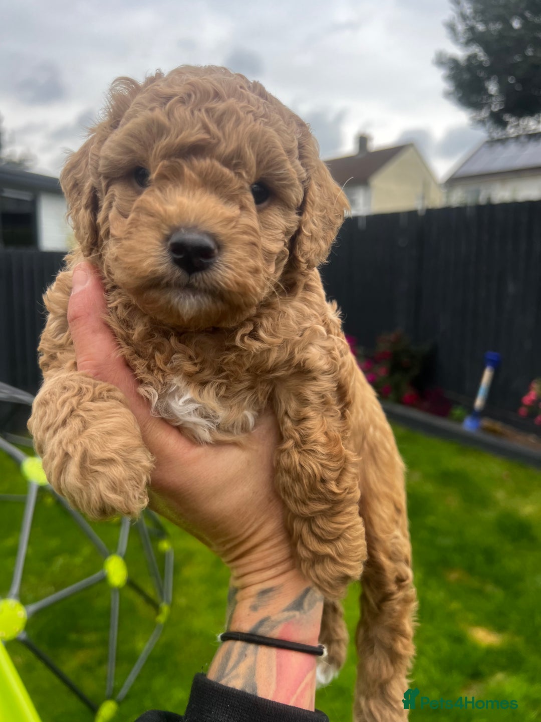 Toy Poodle dogs for sale: Gorgeous kc registered toy poodle pups  - Image 37