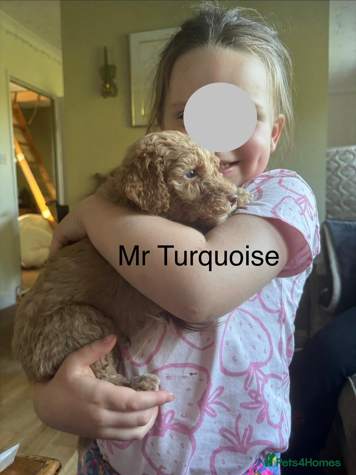 Mixed Breed dogs for sale: Moyen/Miniature Poodle in Gorebridge - Advert 15