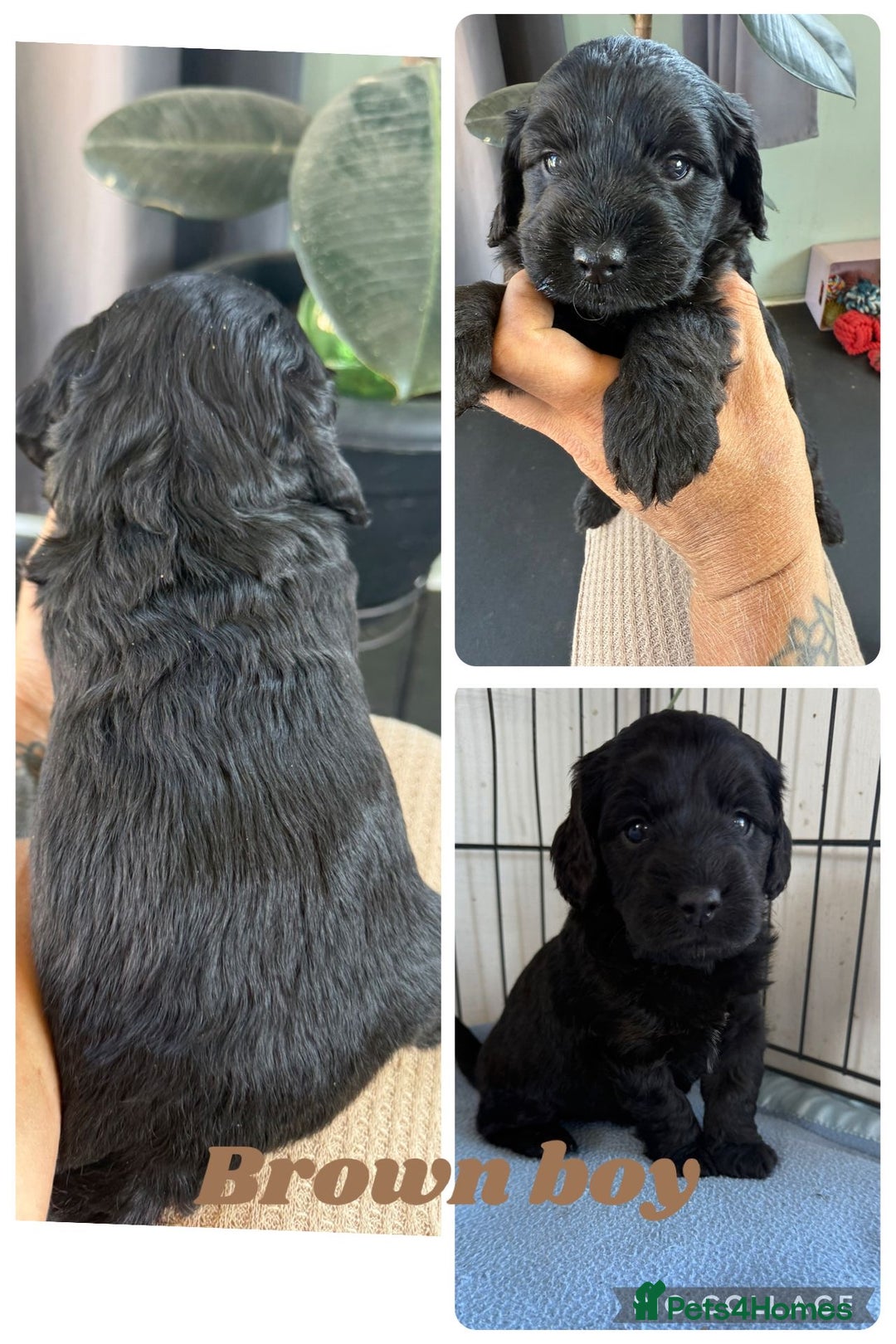 Cockapoo dogs for sale: Cockapoo  - Image 2