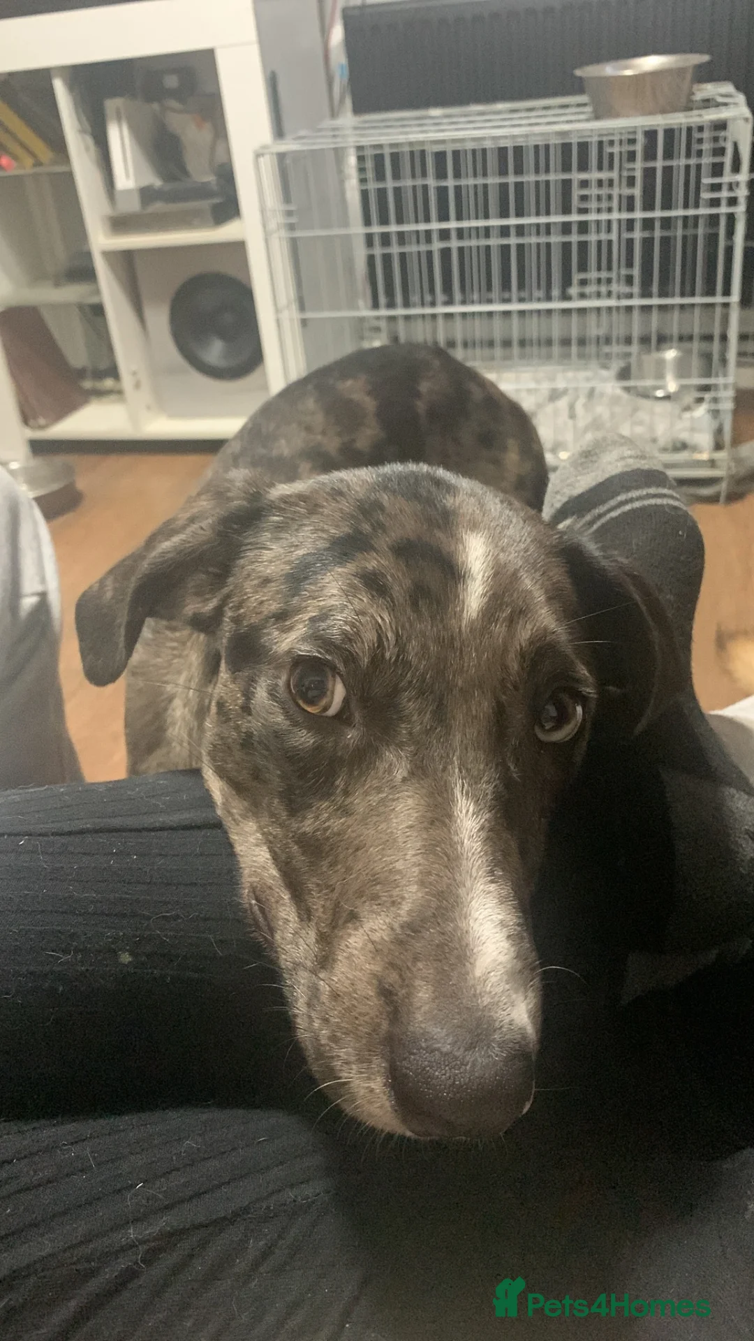 Mixed Breed dogs for sale: Rehoming this beauty - Advert 4