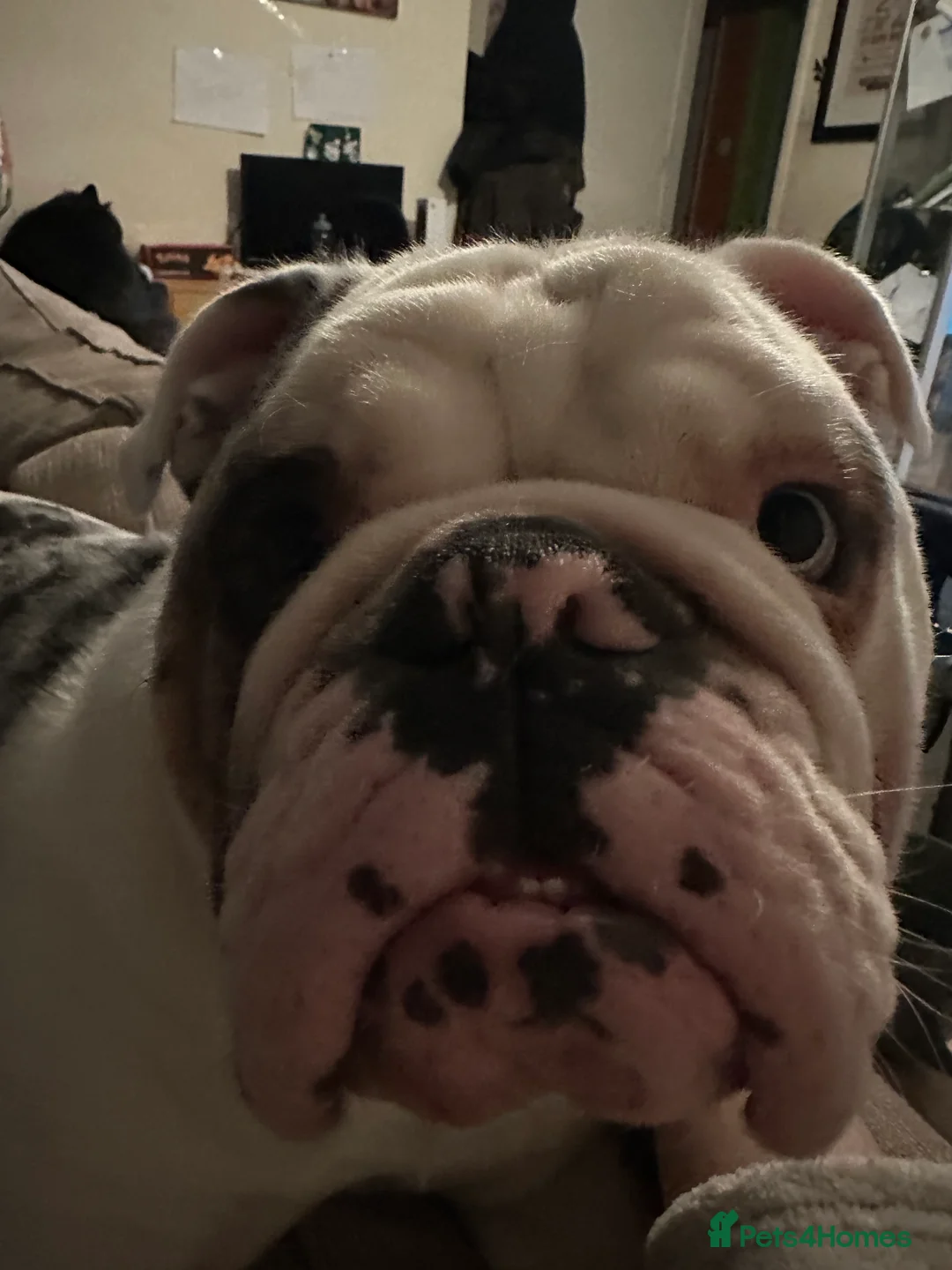 English Bulldog dogs for sale: Reggie looking for 5 star home  - Advert 11