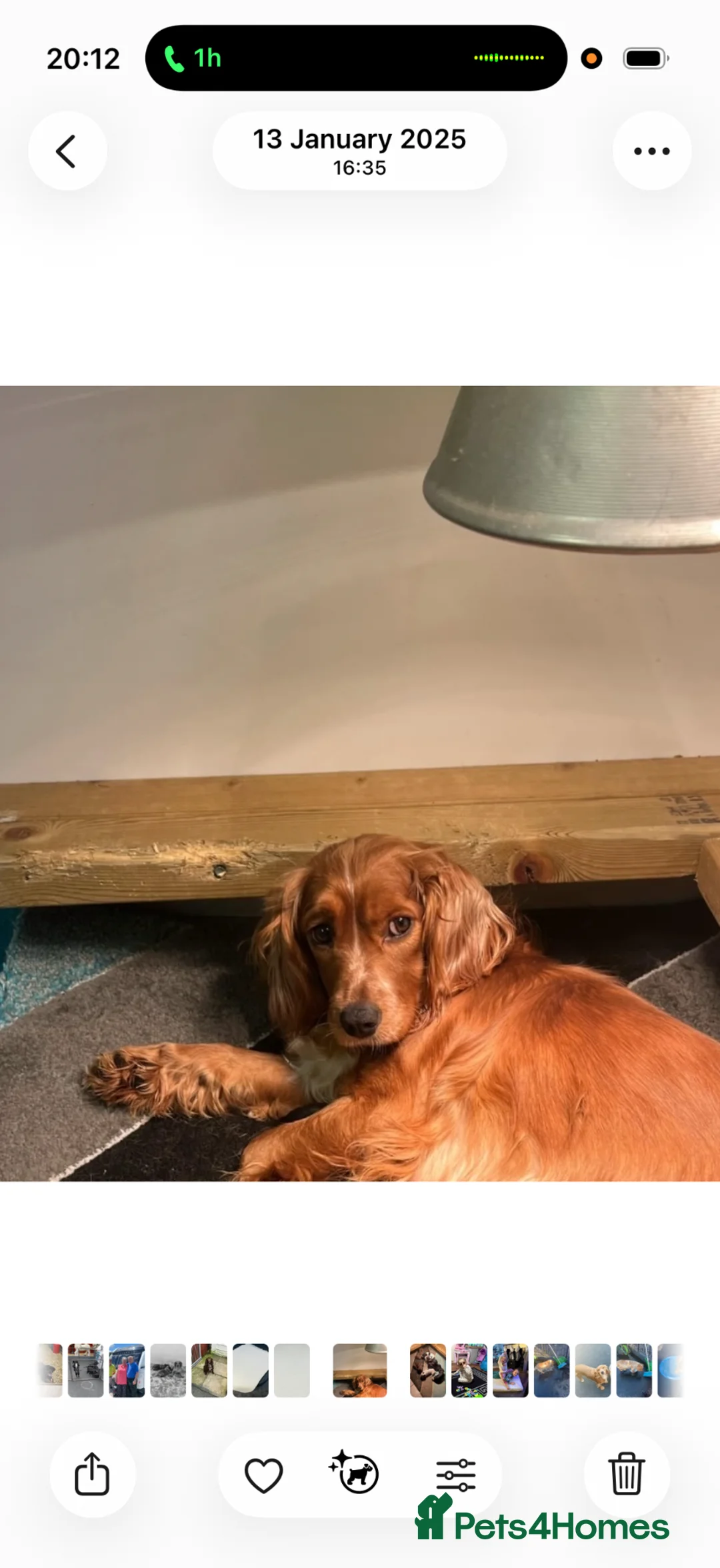 Cocker Spaniel dogs for sale: beautiful cocker spaniel for sale  - Advert 2