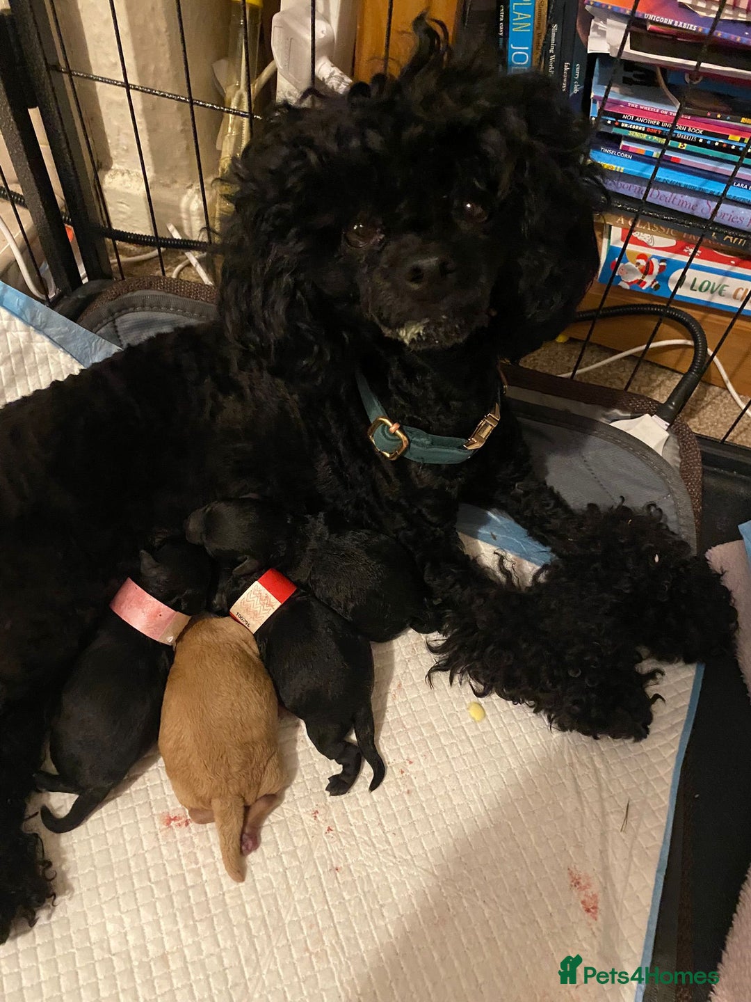 Toy Poodle dogs for stud: *STUD* Gorgeous KC Registered Toy Poodle in Manchester - Image 36