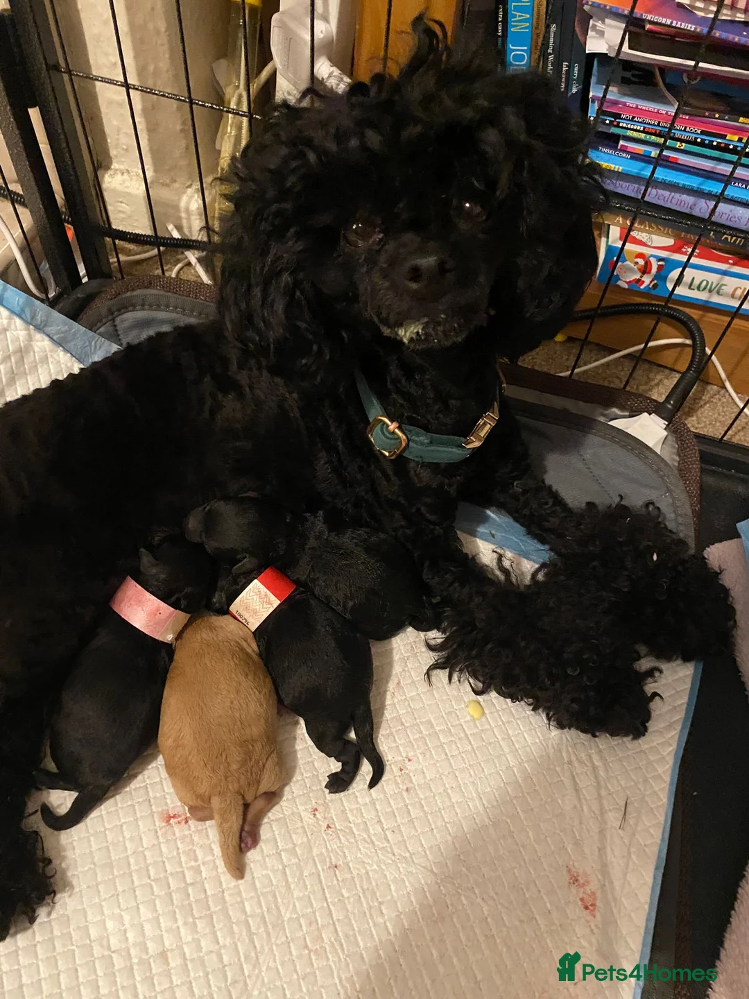 Toy Poodle dogs for stud: *STUD* Gorgeous KC Registered Toy Poodle in Manchester - Advert 34