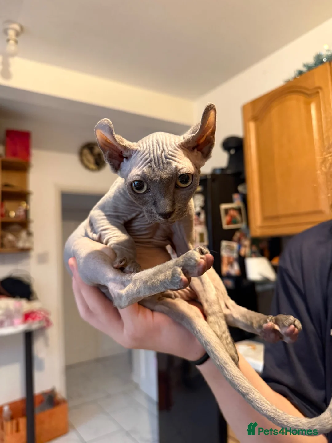 Sphynx cats for sale: Beautiful girl available  - Advert 2