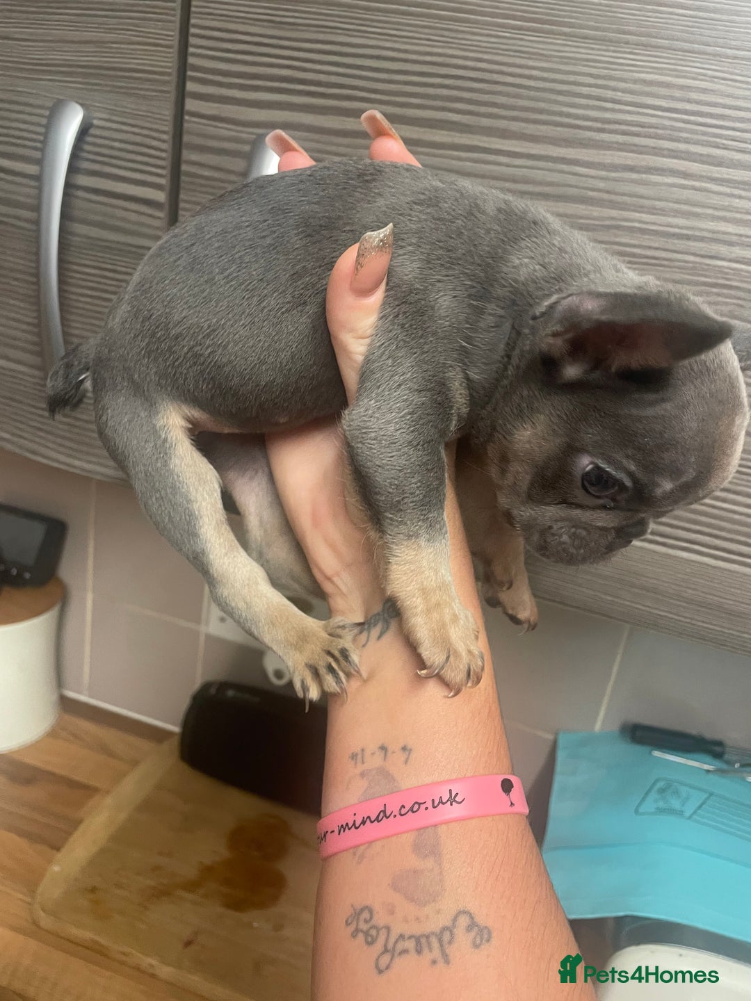 French Bulldog dogs for sale: Female French bulldog  - Advert 4