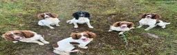 English Springer Spaniel dogs for sale: Female Springer Spaniel pup - Advert 2