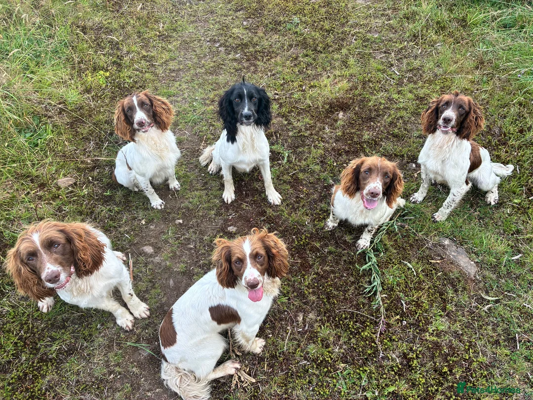 English Springer Spaniel dogs for sale: Female Springer Spaniel pup - Advert 2