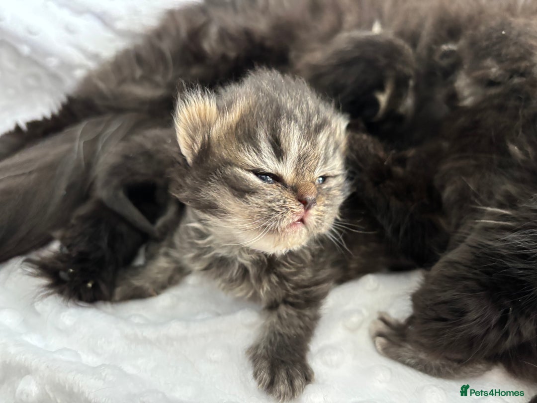 Mixed Breed cats for sale: Beautiful Persian Chinchilla cross kittens  - Image 6