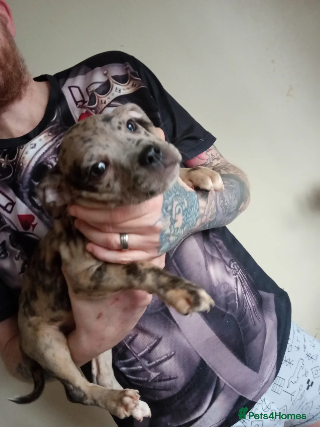 Mixed Breed dogs for sale: Puppys - Advert 4