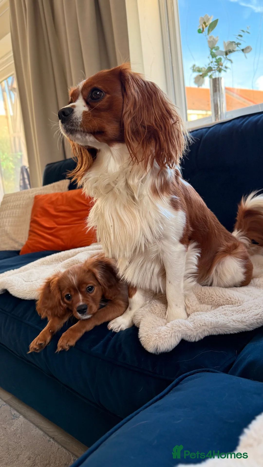 Cavalier King Charles Spaniel dogs for stud: Health Tested Cavalier King Charles For Stud - Advert 2