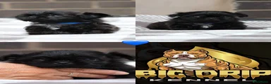 Shih Tzu 1