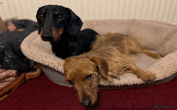 Dachshund dogs for sale: Dachshund puppies for sale - Image 5