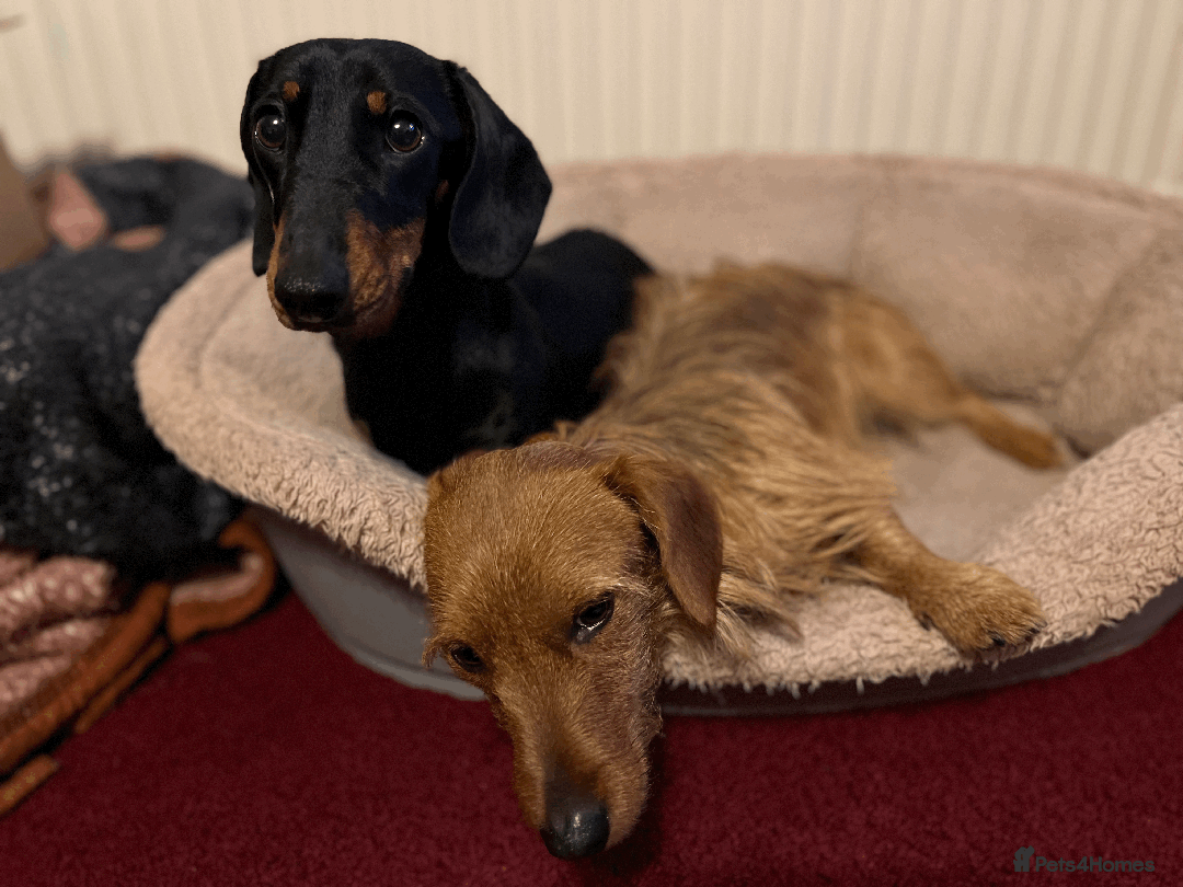 Dachshund dogs for sale: Dachshund puppies for sale - Image 5