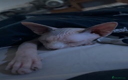 Sphynx cats for sale: Female Sphynx for Rehoming - Image 5