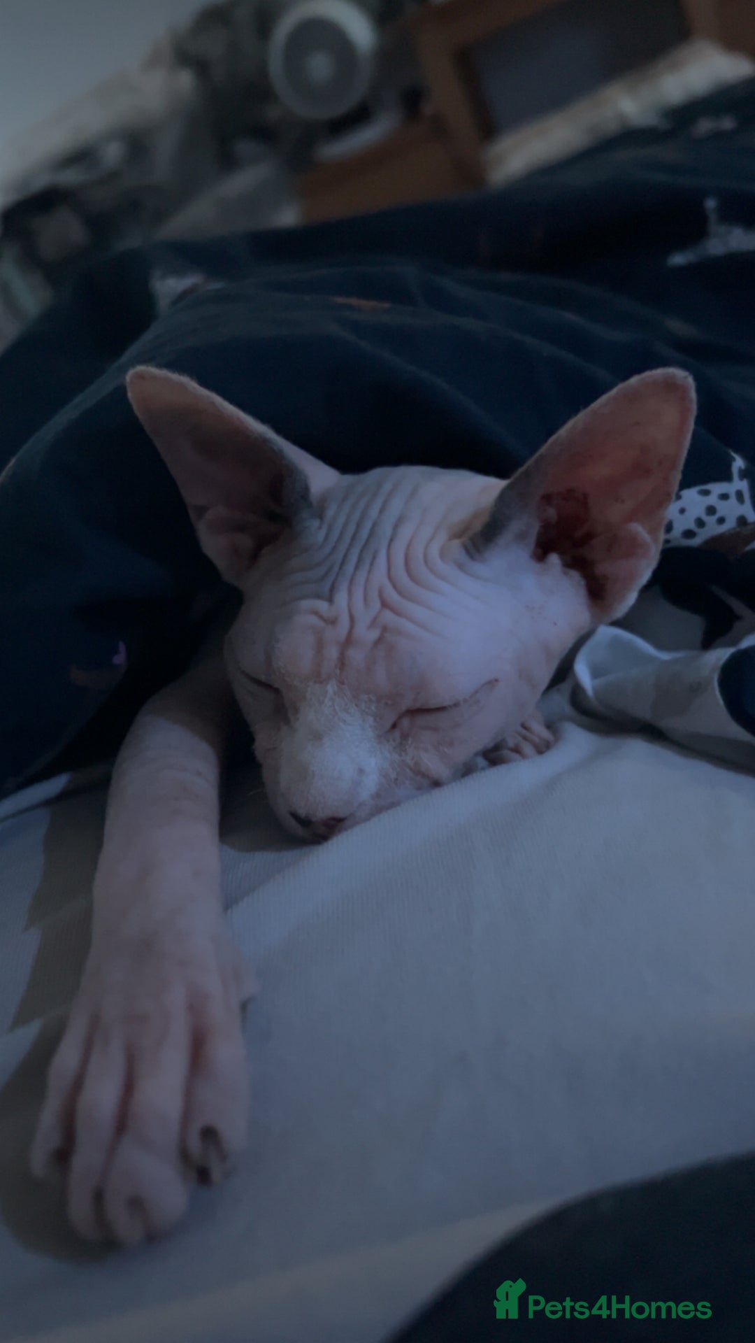 Sphynx cats for sale: Female Sphynx for Rehoming - Image 5