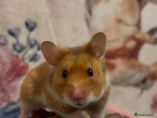 Hamster rodents Male Syrian Hamster - Advert 7