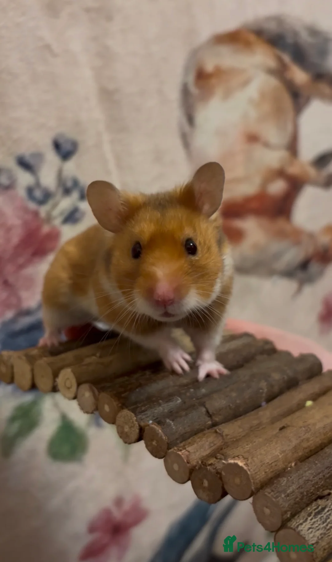 Hamster rodents for sale: Male Syrian Hamster - Advert 1
