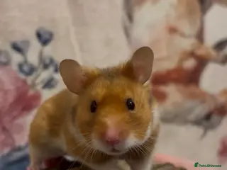 Hamster rodents Male Syrian Hamster - Advert 7