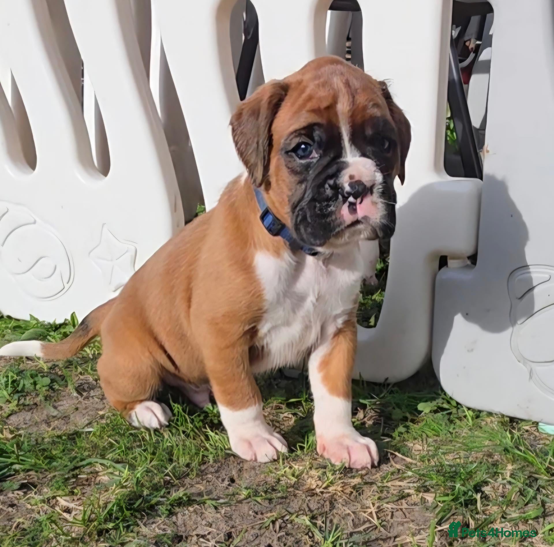 Boxer dogs Beautiful chunky boxer puppies - Advert 2