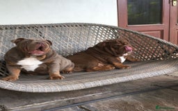 English Bulldog dogs for stud: Beautiful lilac and tan british bulldog for stud  in Norwich - Image 8