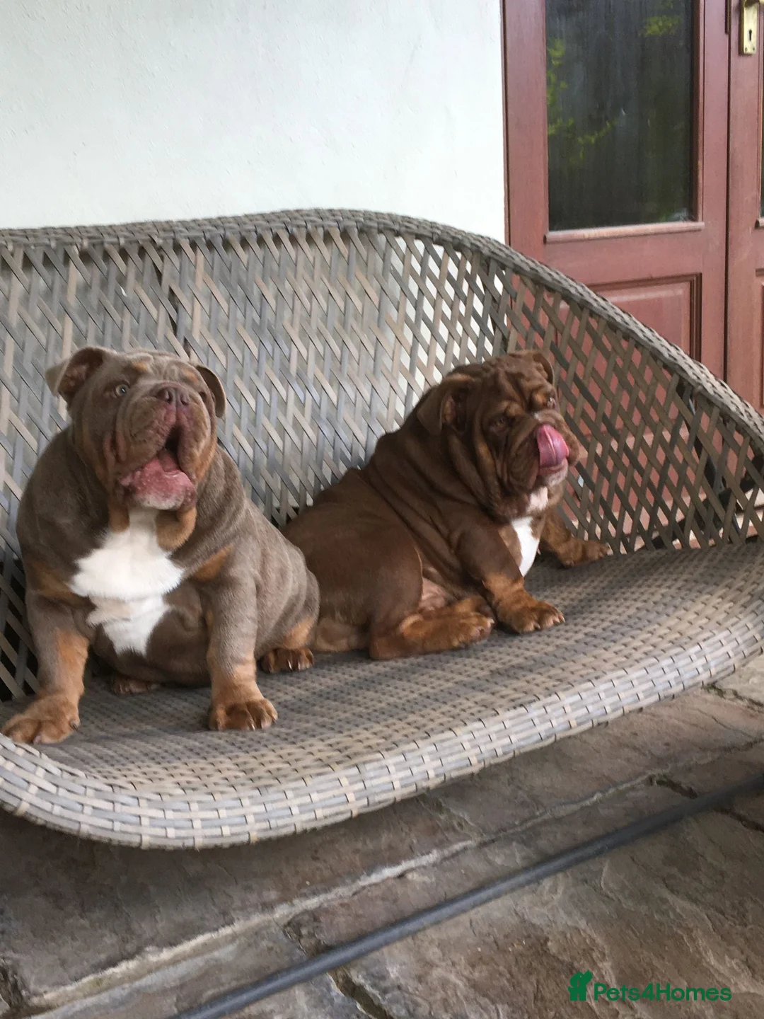 English Bulldog dogs for stud: Beautiful lilac and tan british bulldog for stud  in Norwich - Advert 9