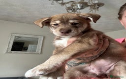 Mixed Breed dogs for sale: Husky x cocker spaniel puppies  - Image 8