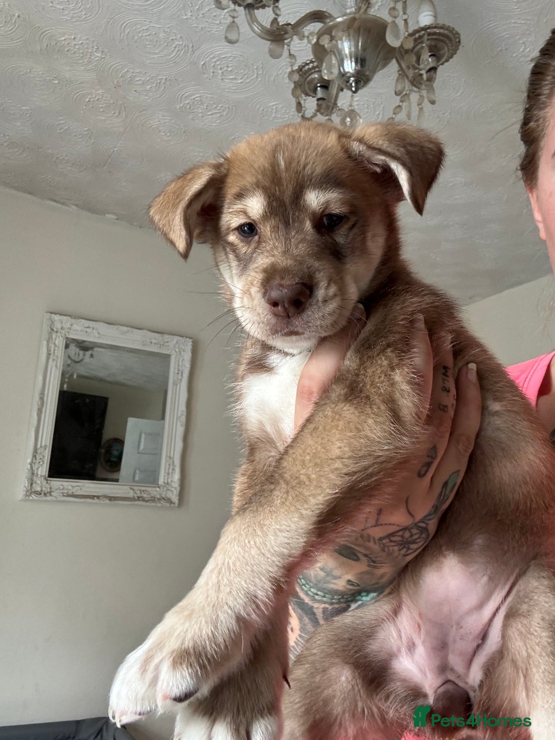 Mixed Breed dogs for sale: Husky x cocker spaniel puppies  - Image 8