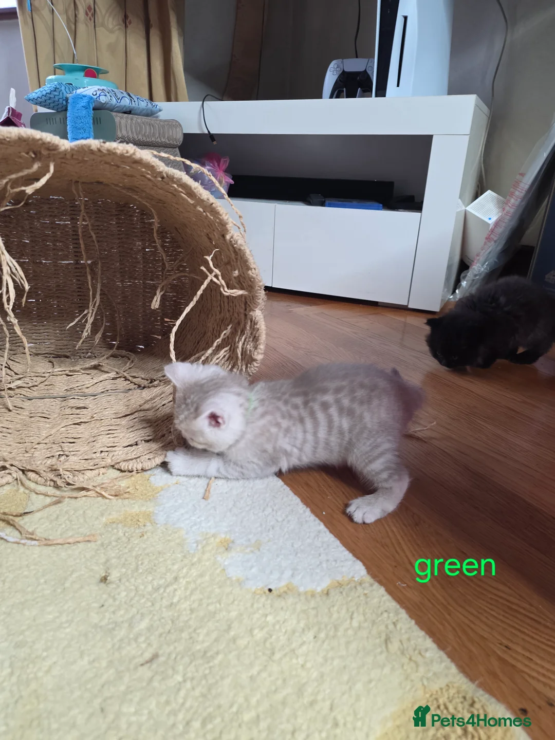 British Shorthair cats for sale: 🔥 Stunning British Shorthair Kittens to Reserve - Advert 28