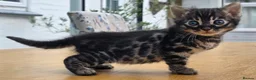 Bengal cats for sale: 🐆 2 BEAUTIFUL TICA BENGAL GIRLS – £1,200 EACH 🐆 - Advert 6