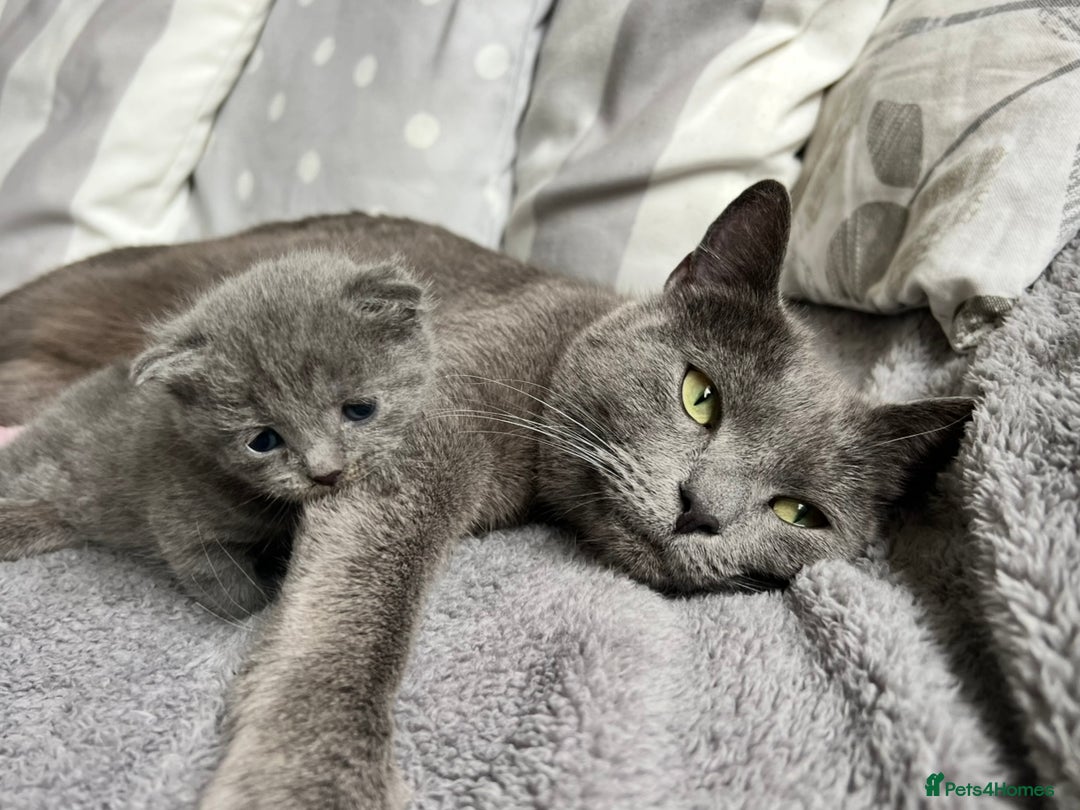 Russian Blue cats for sale: Russian Blue Boy Kitten - Image 7