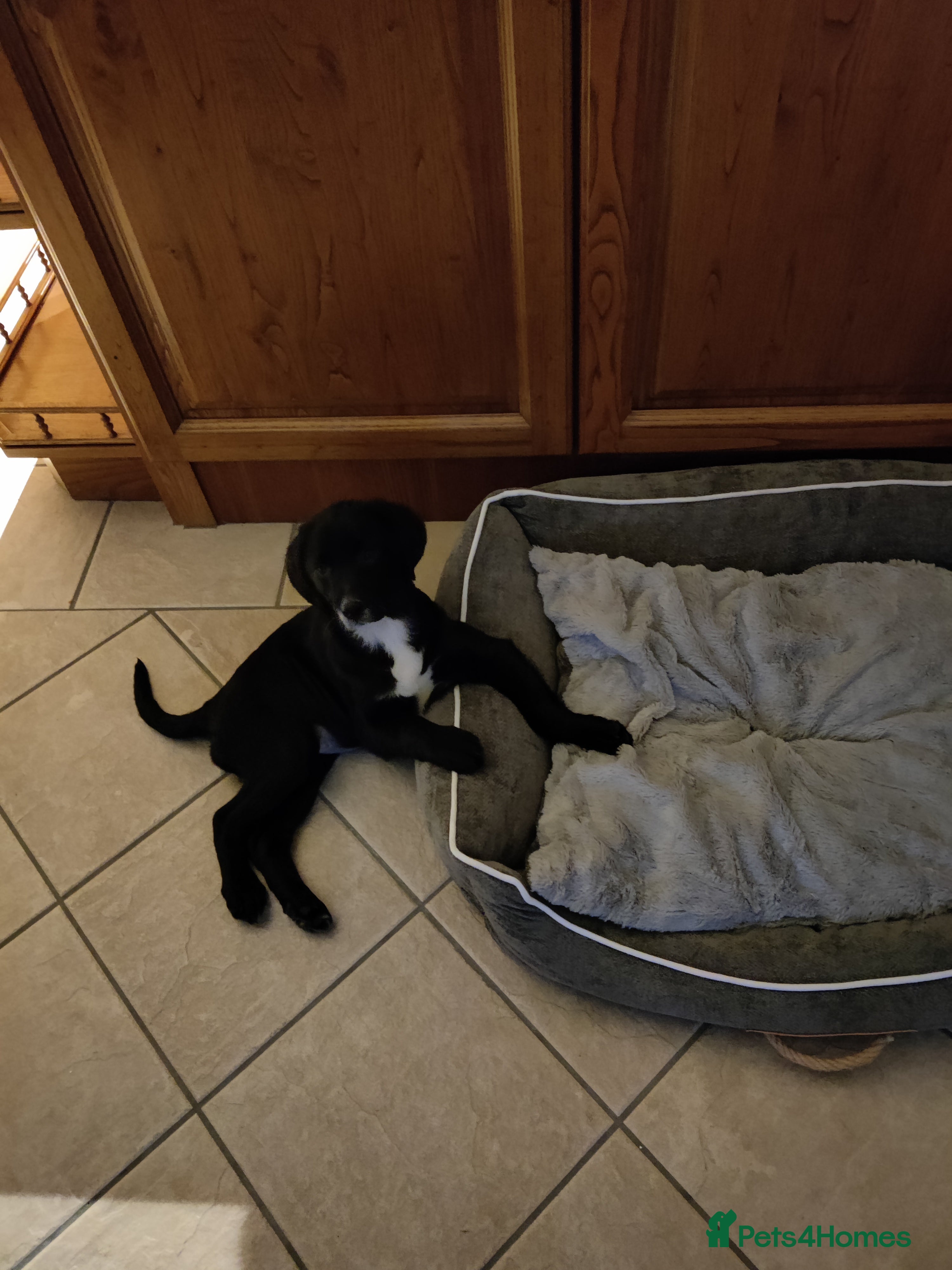 Springador dogs Springador pups [Fully Vaccinated] [N Ireland] - Advert 13