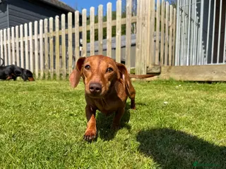 Miniature Dachshund dogs Loving home wanted for Beautiful Mini Dachshund - Advert 7