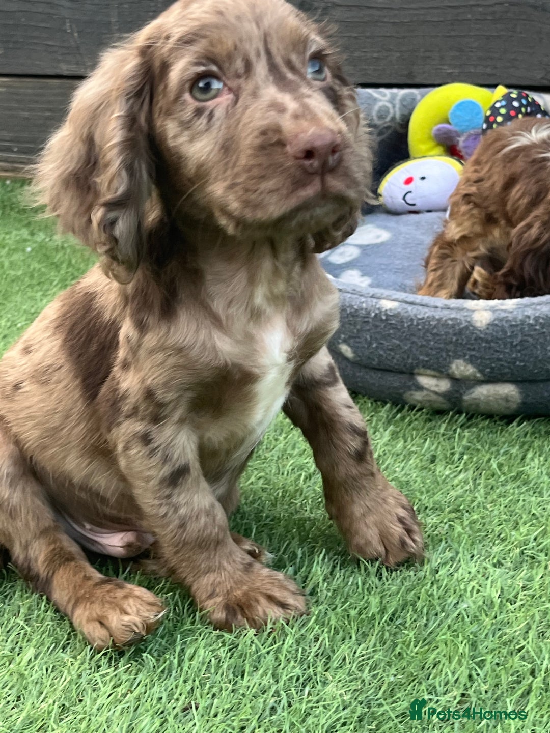 Cocker Spaniel dogs for sale: ❤️Gorgeous, Happy, Healthy, Spaniel babies 💙 - Image 24