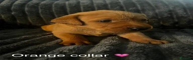Labrador Retriever 2